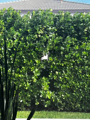 Customer photo review of Clusia