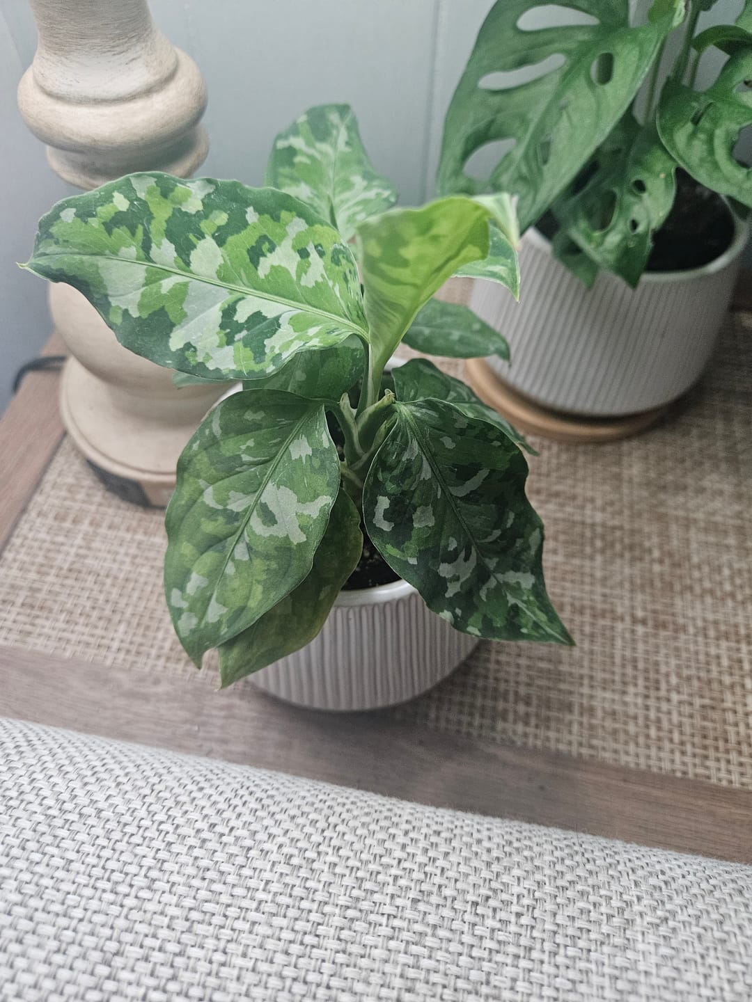 Customer photo review of Aglaonema pictum tricolor