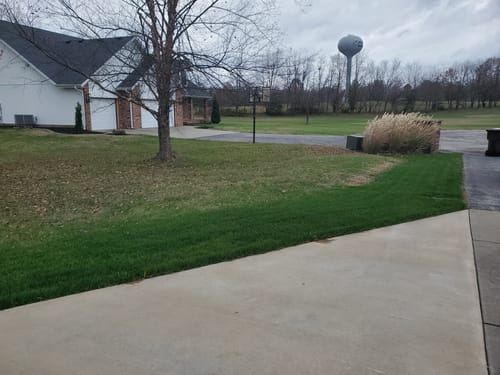 Customer photo review of GCI Turf Type Tall fescue Grass Seed