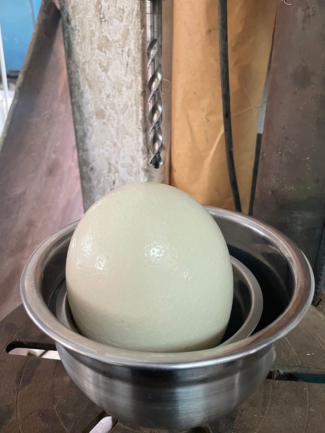 Customer photo review of Fresh Ostrich Egg