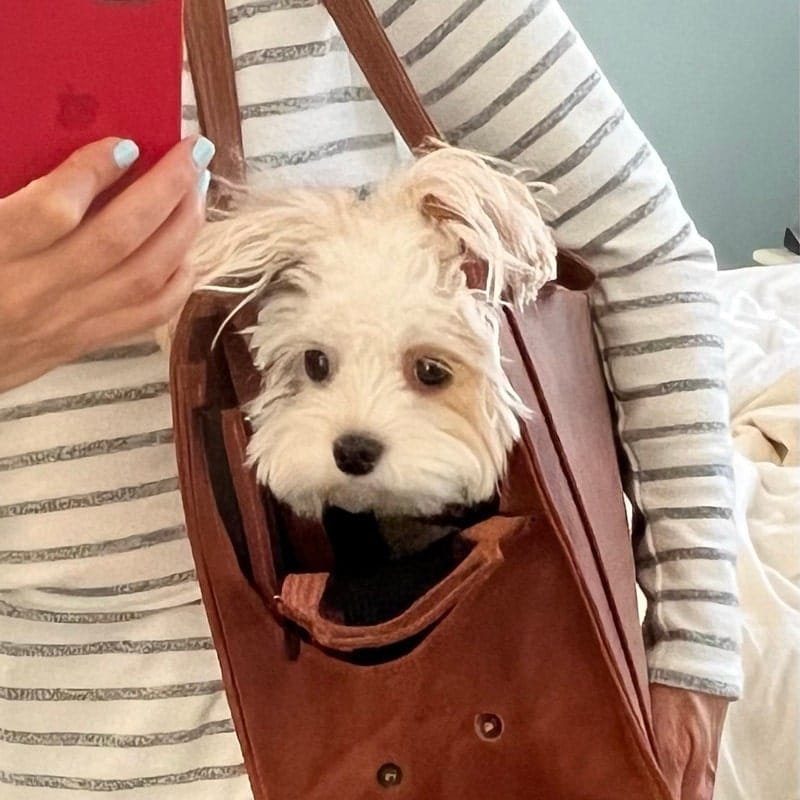 Customer photo review of Dog Travel Bag