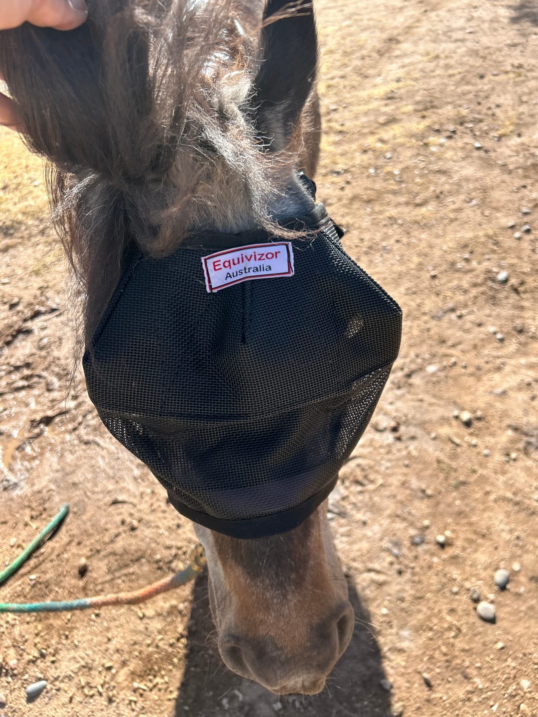 Customer photo review of EquiVizor Fly Mask - Standard