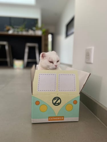 Avis photo d'un client sur Croquettes Chat Stérilisé Sans Céréales - Poulet
