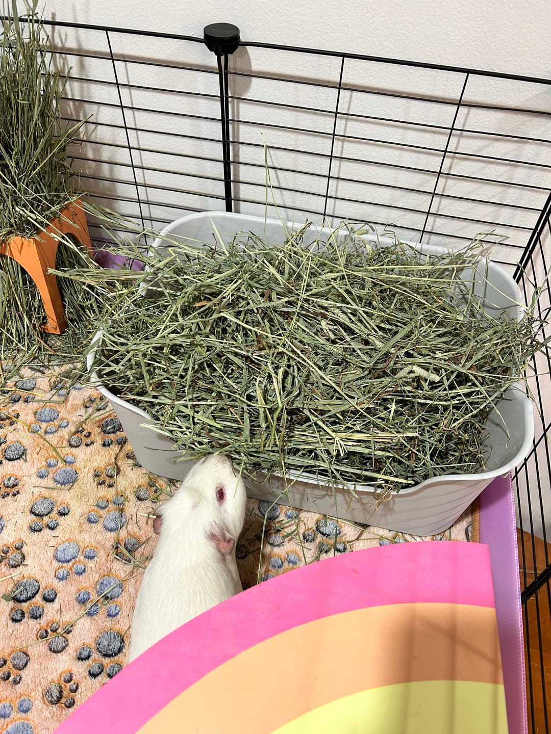 Customer photo review of The Super Pooper for Every Floofer | Litter Tray for Guinea Pigs and Rabbits