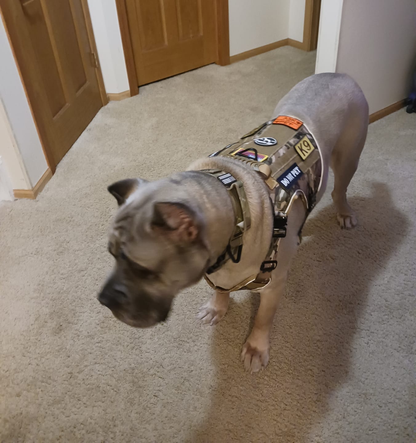 Customer photo review of Hook & Loop Patch Variety Bundle For Harness (Pack of 12)