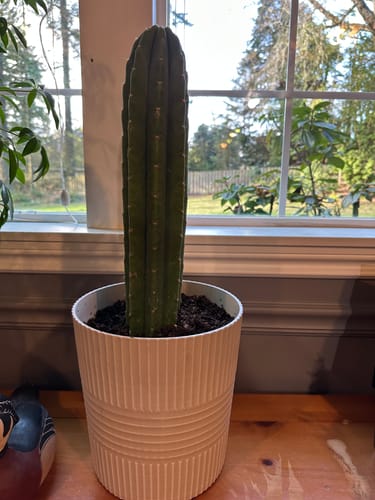 Customer photo review of San Pedro Cactus | Trichocereus (Echinopsis) Pachanoi