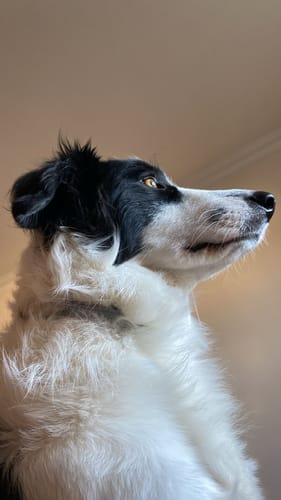 Customer photo review of Pack Perro Adulto