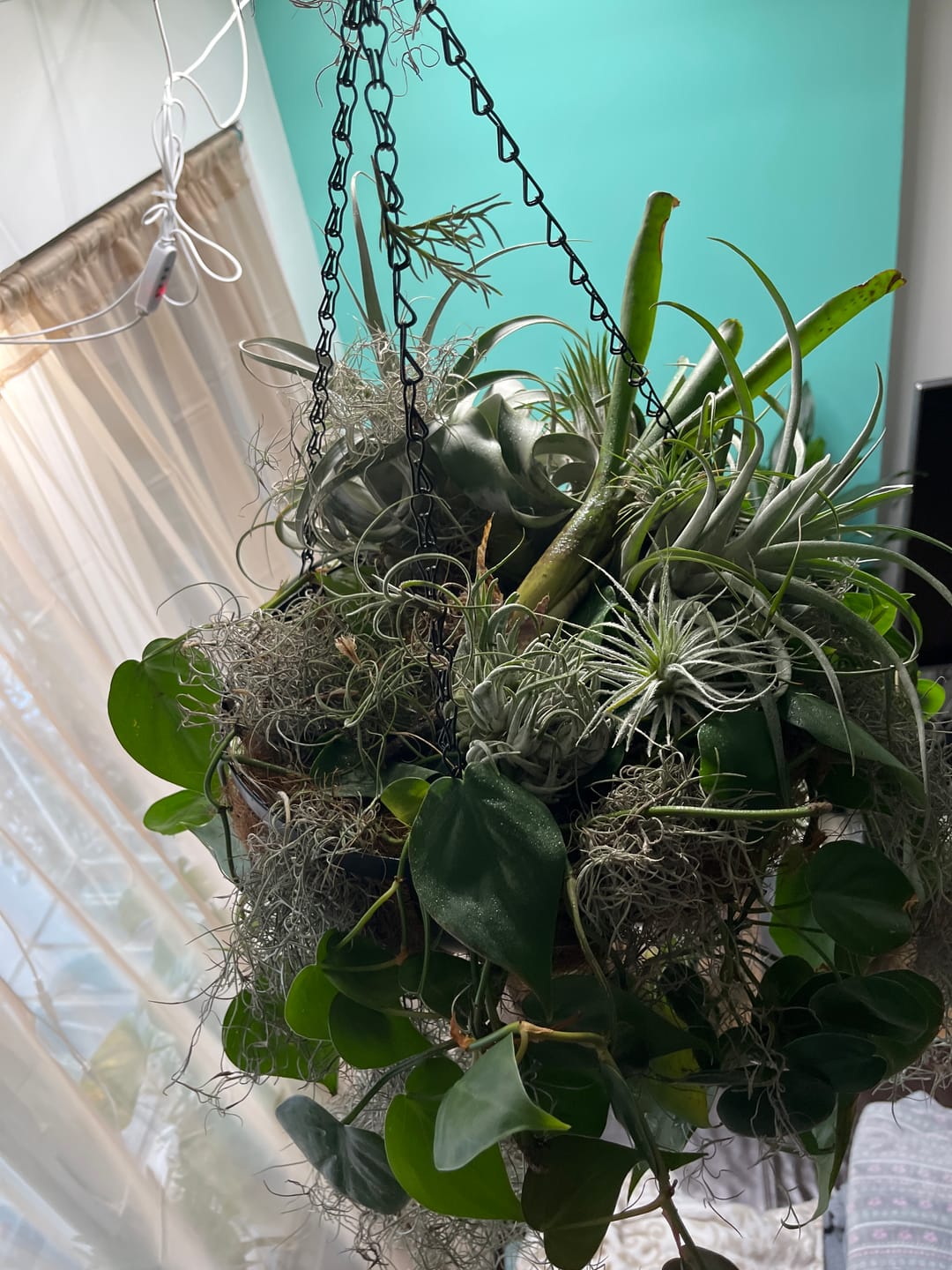 Customer photo review of Tectorum Ecuador  (AKA Snowball)