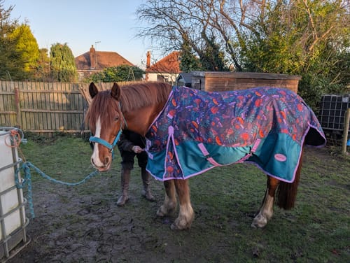 Customer photo review of NEW! Enchanted Forest Turnout Rug (250g-400g)