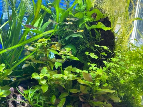Customer photo review of Mini Christmas Moss on Stainless Steel