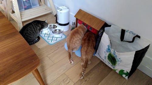 Avis photo d'un client sur Probiotiques Chat - Flore Digestive