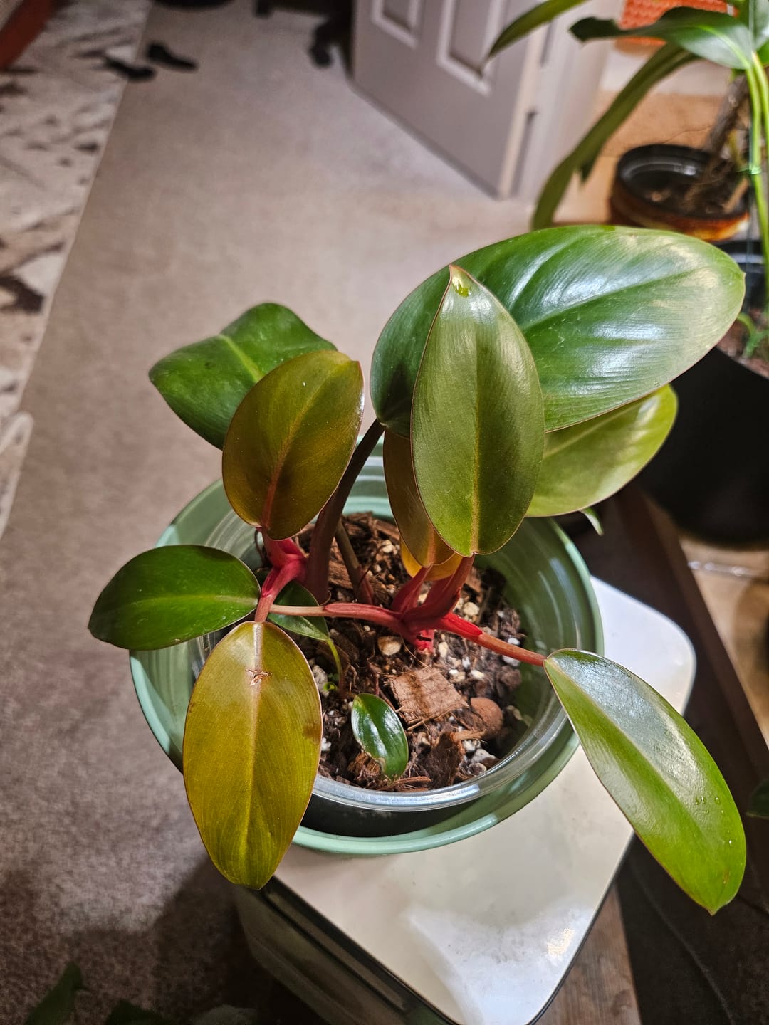 Customer photo review of Philodendron 'Red Congo Mini'