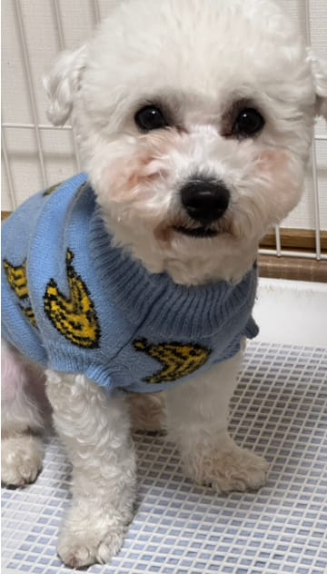 Customer photo review of Banana Knit Dog Sweater