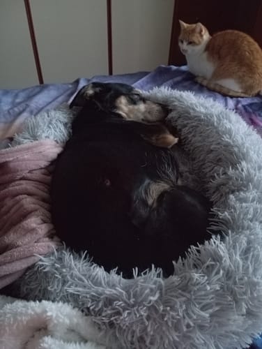 Customer photo review of Cuccia Sfoderabile Antistress