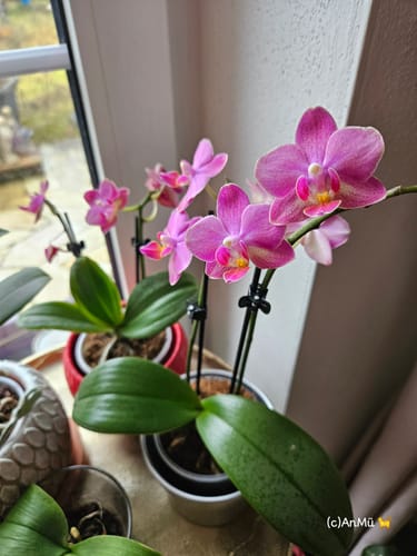 Customer photo review of Duftorchidee Dusty Belle mit orange-roten Blüten und 2 Rispen