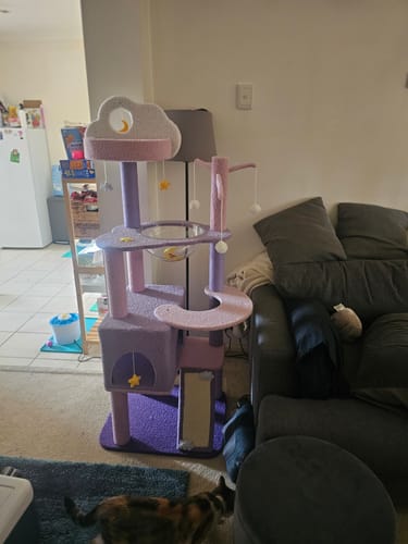 Customer photo review of Purple Sky Adventure Cat Tree