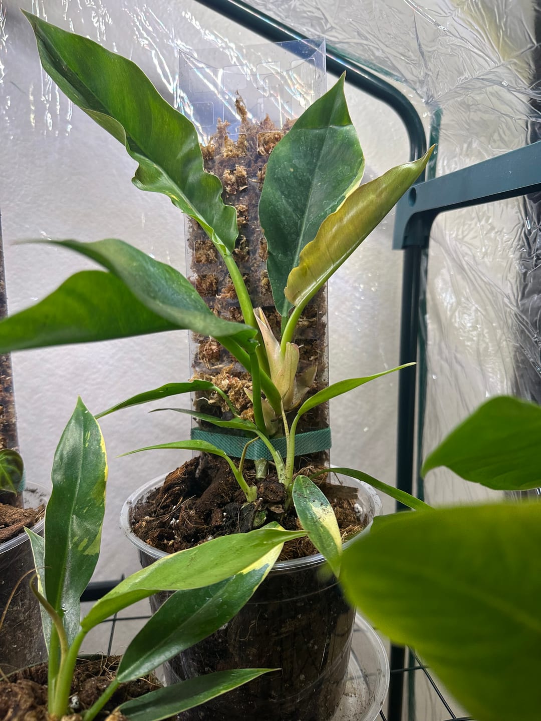 Customer photo review of Philodendron ‘Ring of Fire’