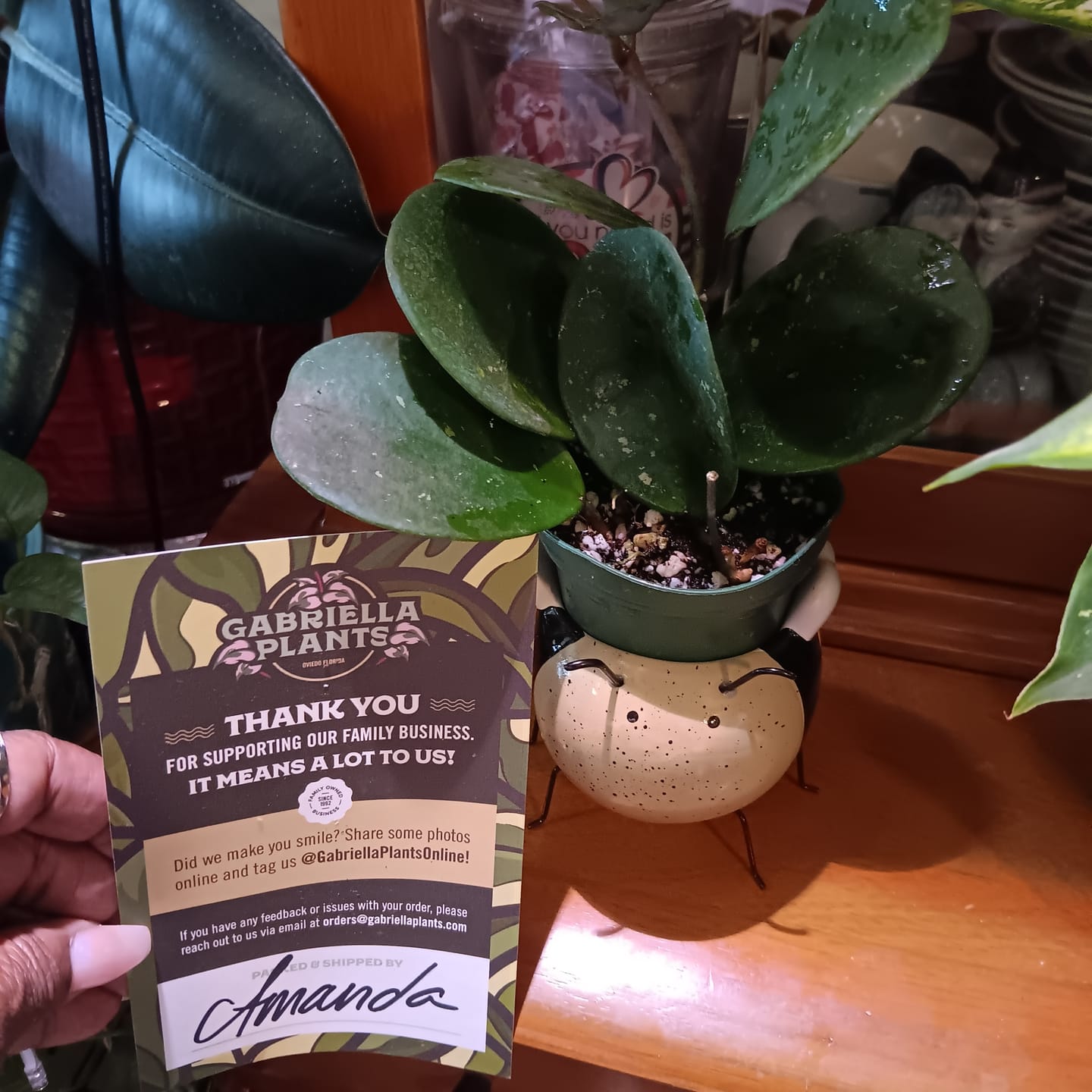 Customer photo review of Hoya obovata