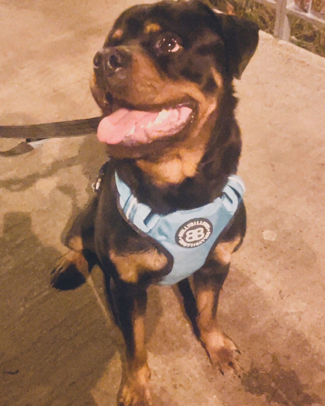 Customer photo review of Comfort Premium Harness | Non Restrictive - Turquoise