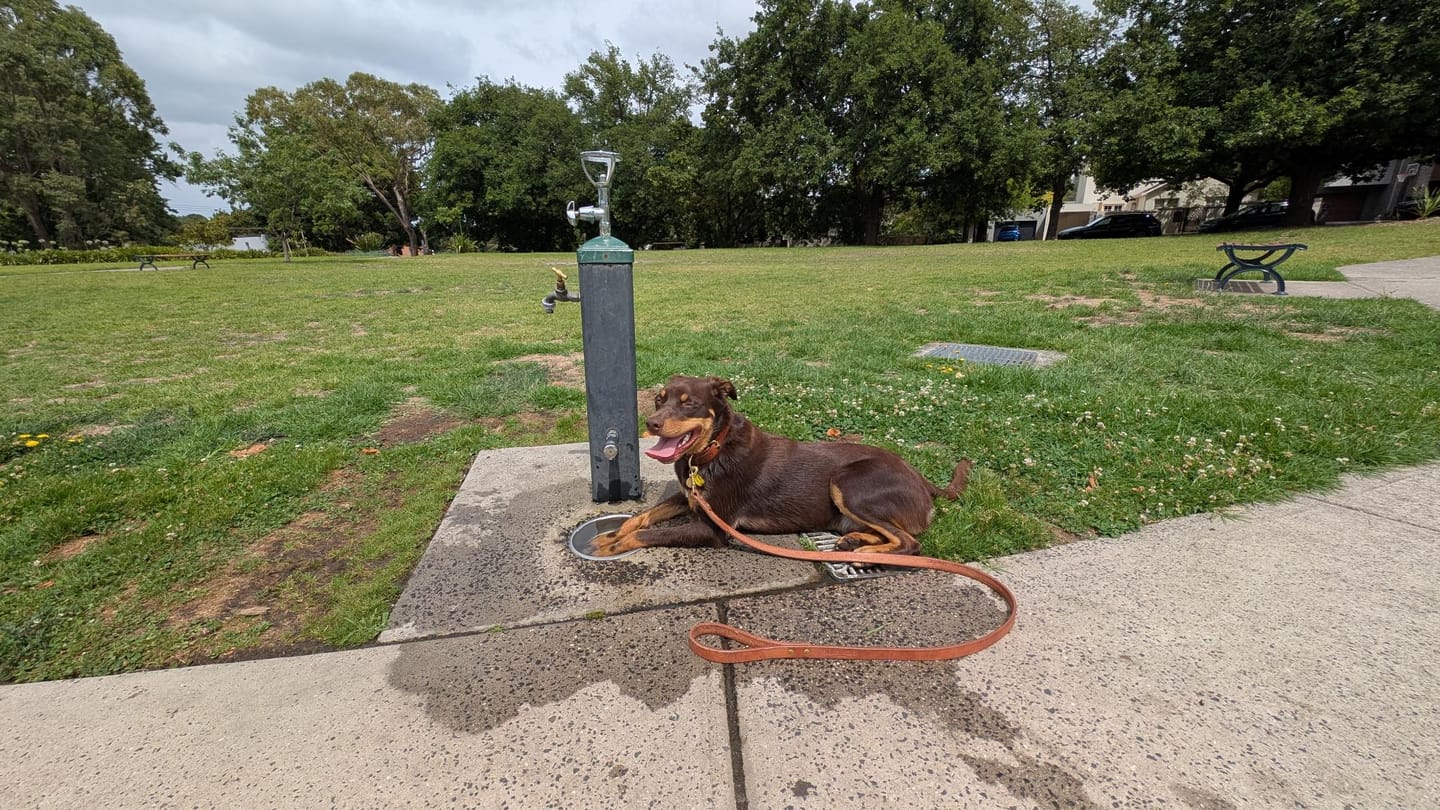Customer photo review of Dog Lead
