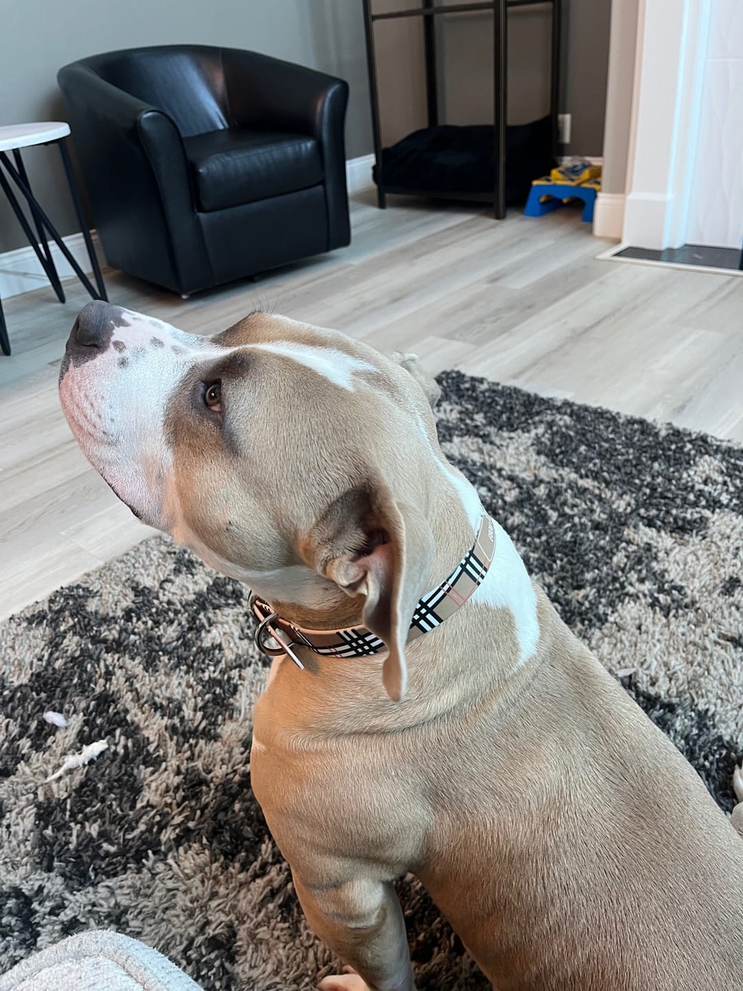 Customer photo review of Khaki Plaid Dog Collar