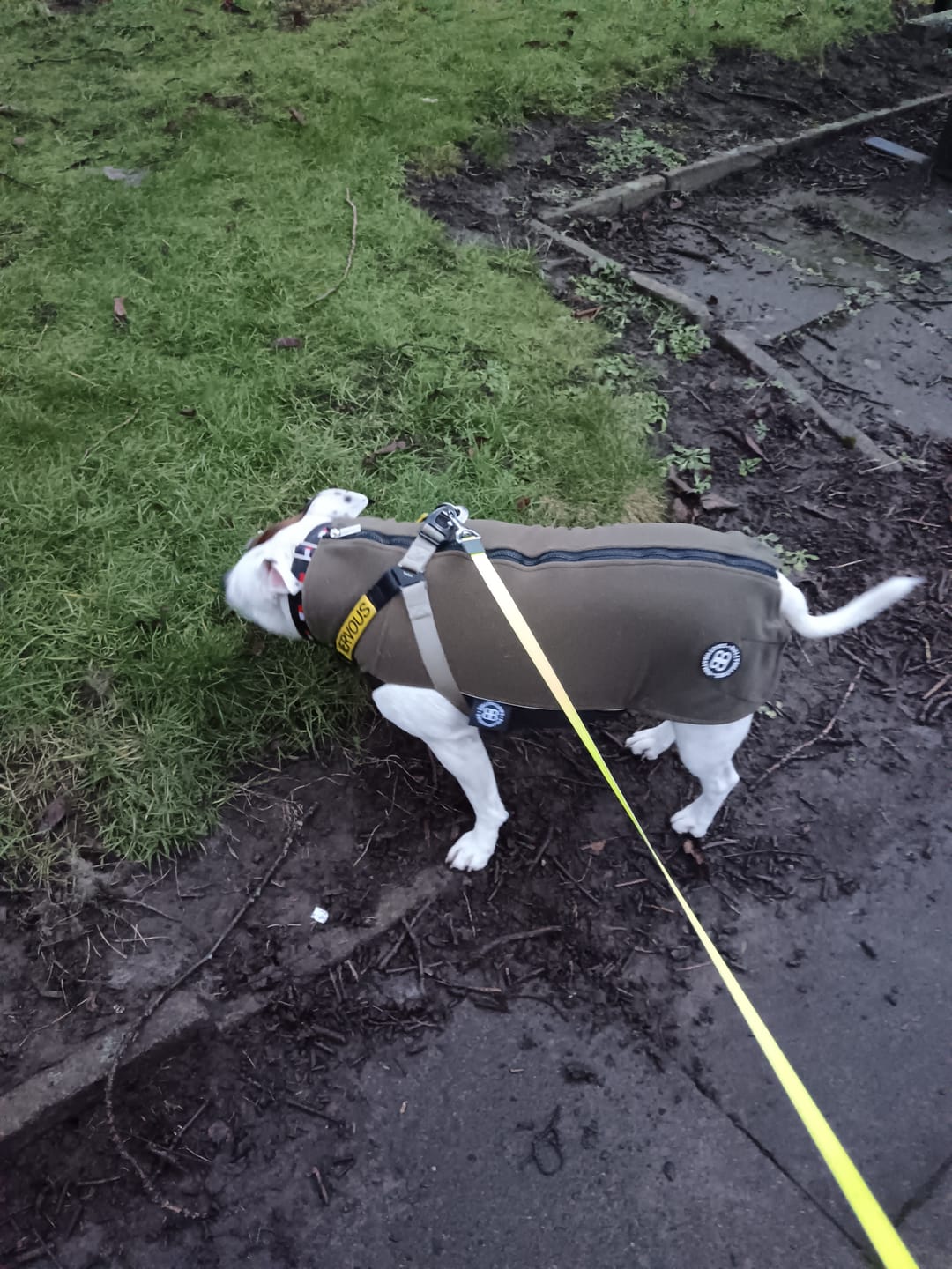 Customer photo review of Dog Fleece With Zip - Khaki