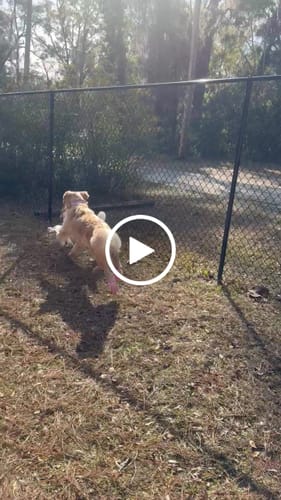 Customer video review of WagWellies® by wagwear