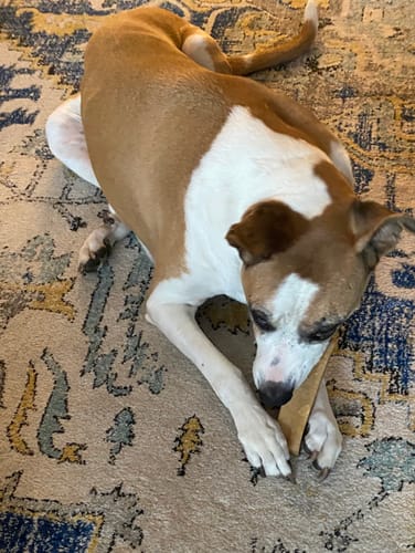 Customer photo review of Extra Large Yak Milk Dog Chews - 5 lbs box