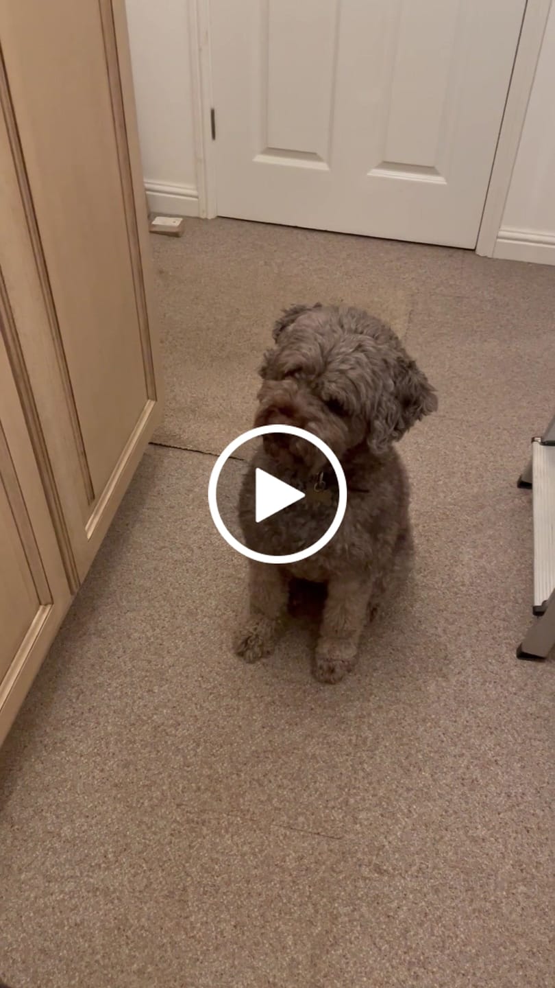 Customer video review of British Venison Dry Food