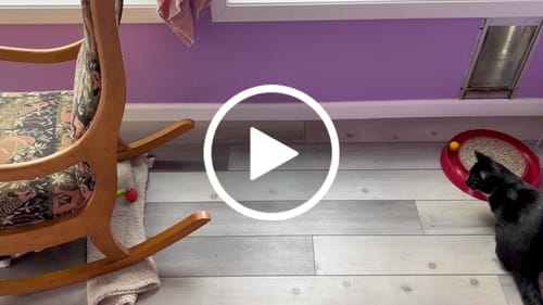 Walt L. review of SPEEDY TAIL 2.0 image 1 out of 1