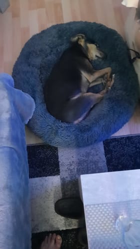 Customer photo review of Puppery Hundebett Wolke 7 - Das Original