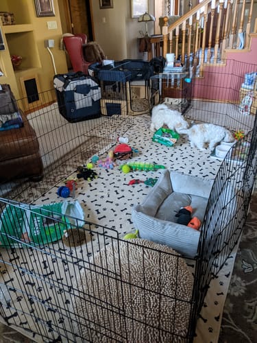 Customer photo review of Potty Buddy™ - The Durable Leak-Free Potty Pad