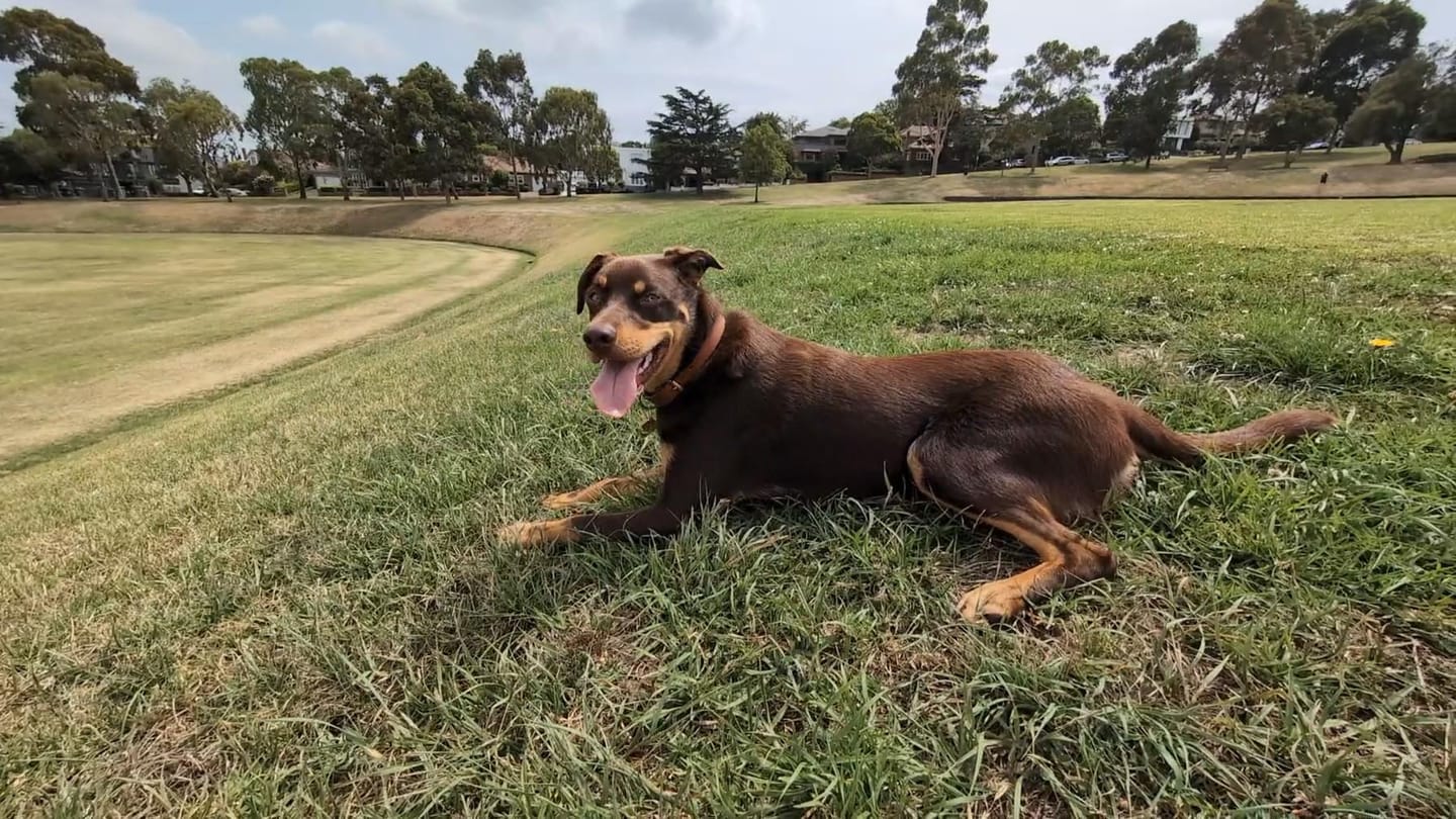 Customer photo review of Dog Collar