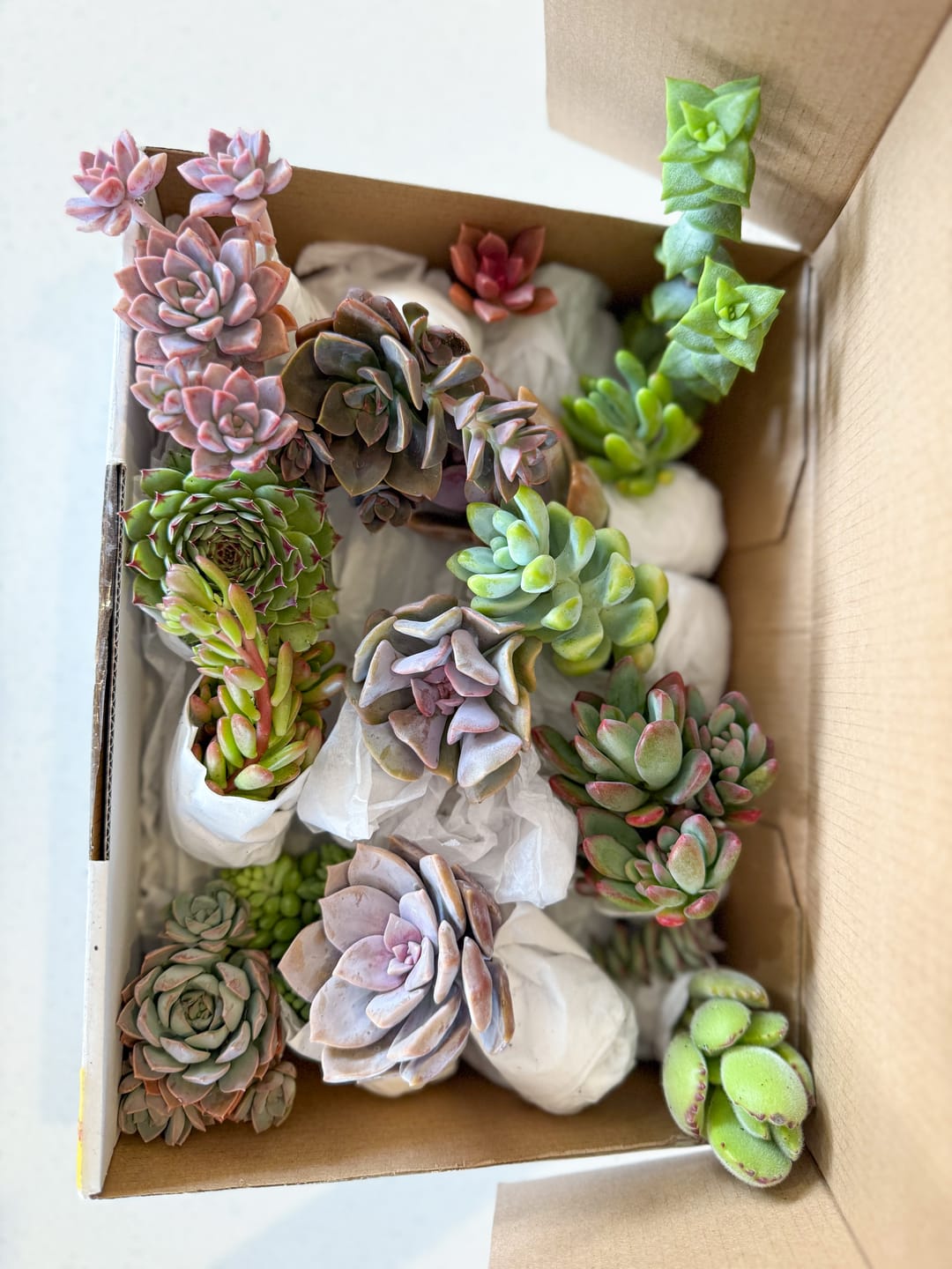 Customer photo review of Bulk Mixed Succulent Value Packs