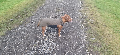 undefined review of Dog Fleece With Zip - Khaki image 1 out of 1