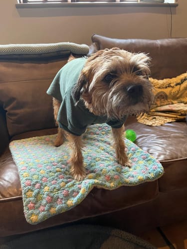 Customer photo review of Amsterdam Sweaters - with Harness Hole