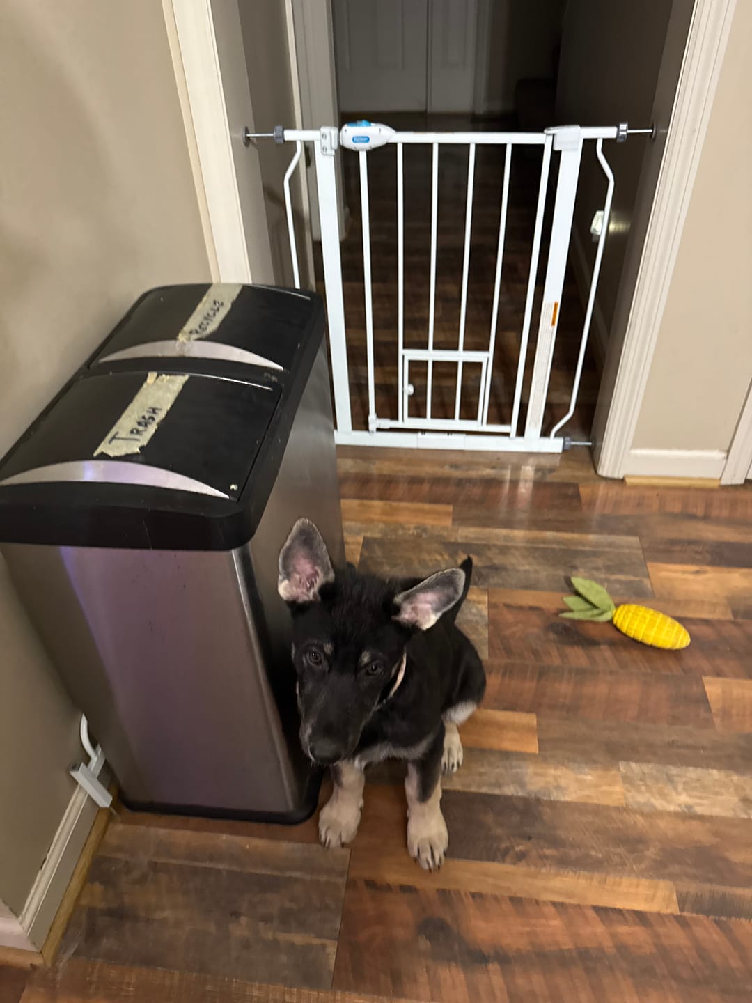 Customer photo review of 6 Inch Thick Braided Bully Stick