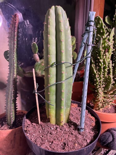 Customer photo review of San Pedro Cactus | Trichocereus (Echinopsis) Pachanoi