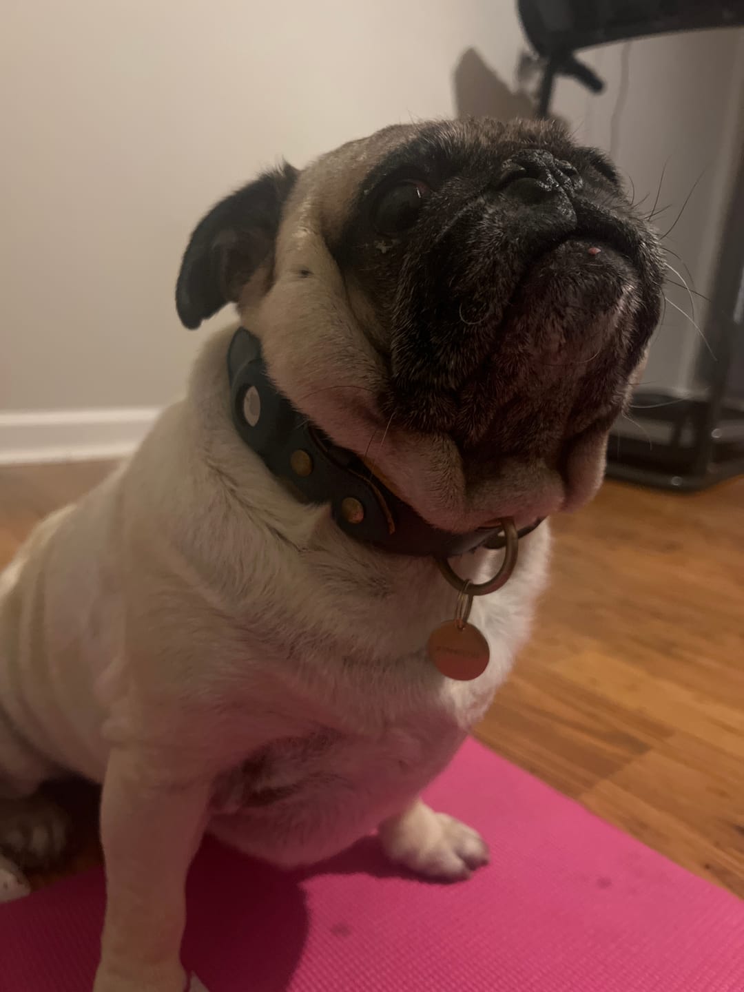 Customer photo review of Keepaws™ Leather AirTag Collar