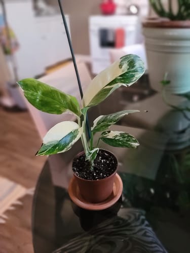 Customer photo review of Variegated Monstera Lechleriana