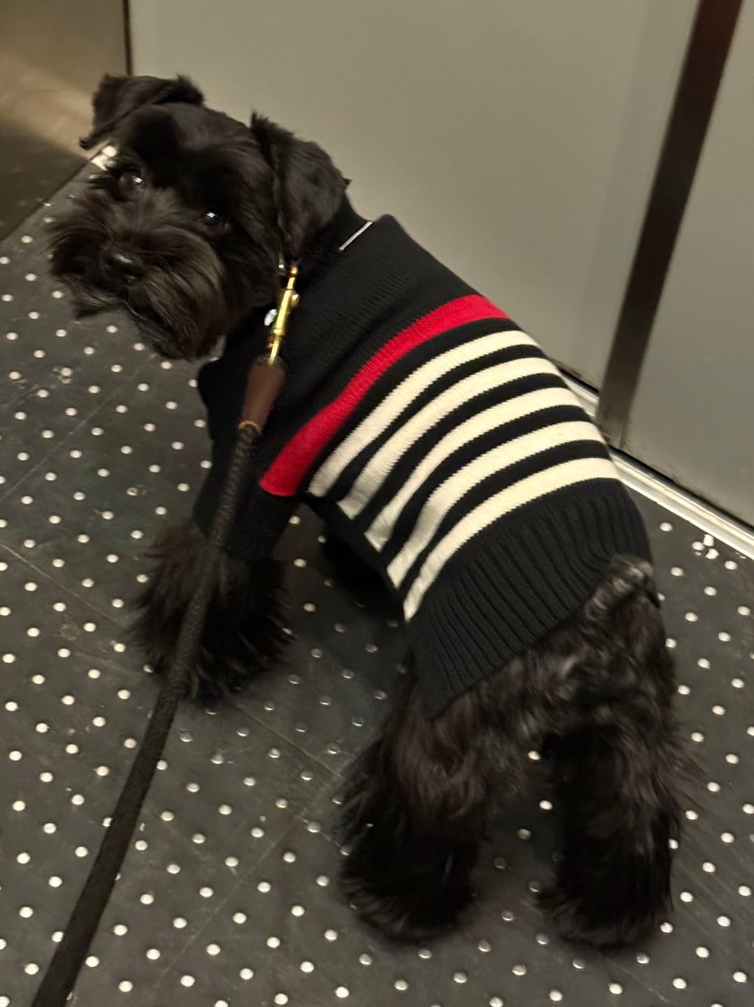 Customer photo review of Kanine Sweater