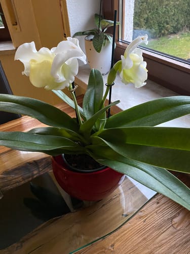 Customer photo review of Frauenschuh Paphiopedilum mit grün-weißer Blüte und 2 Rispen