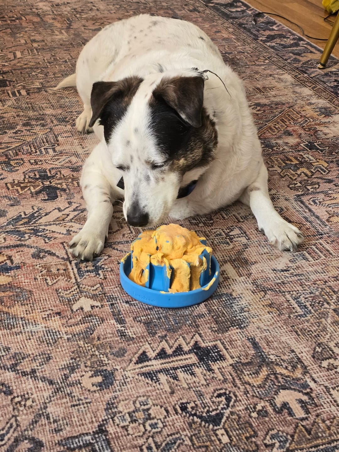 Customer photo review of FreezLava Heavy-Duty Enrichment Chew