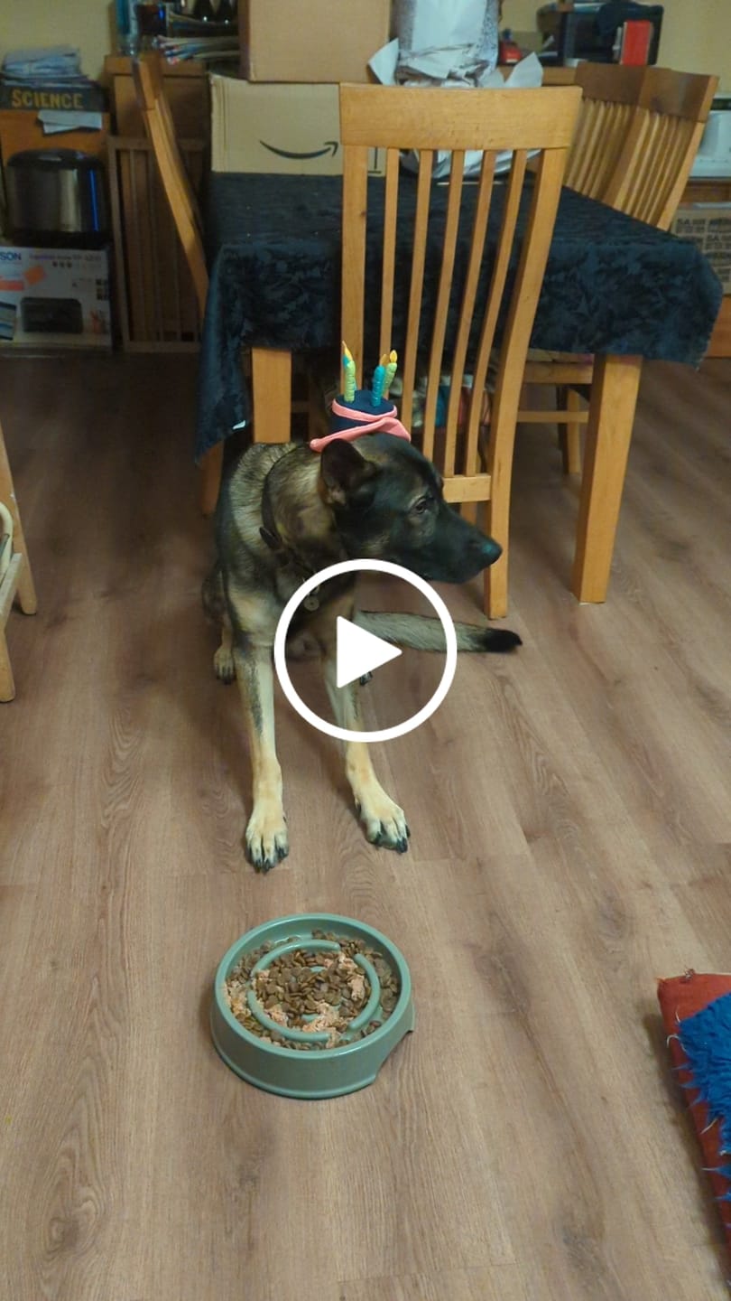 Customer video review of English Duck Dry Food