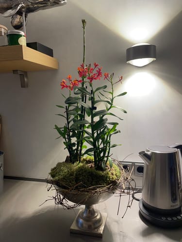 Customer photo review of Epidendrum Nordic Fire Dauerblüher mit orange-roten Blüten und 2+ Rispen