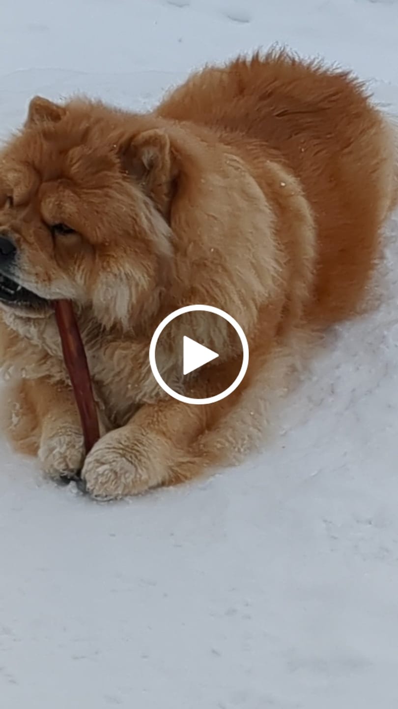 Customer video review of 12 Inch Standard Braided Bully Stick