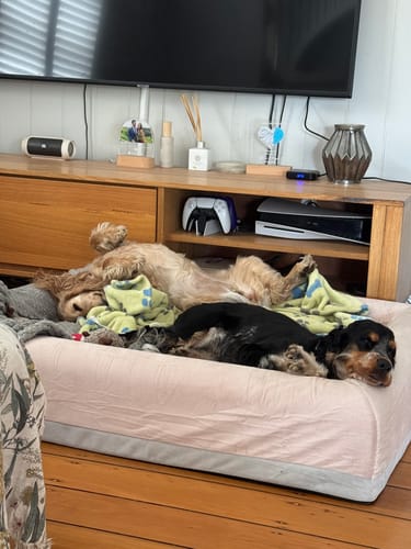 Customer photo review of Orthopedic Memory Foam Dog Bed - Pink (Large)