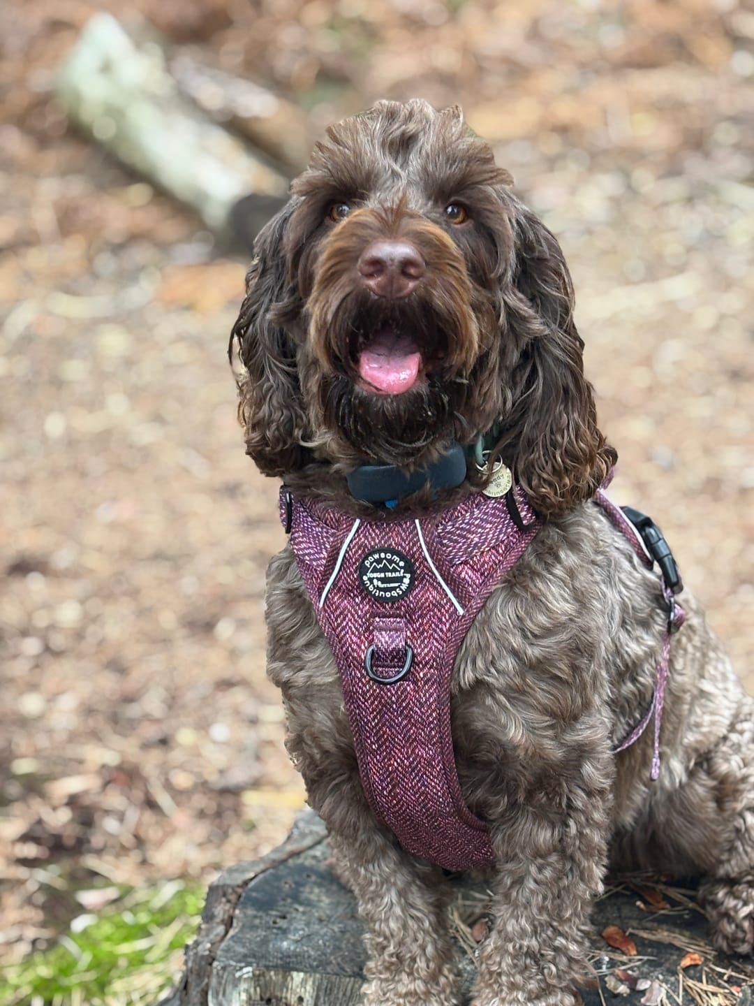 Customer photo review of Tough Trails™ Harness - Country Burgundy