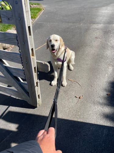 Customer photo review of Bungee Dog Leash