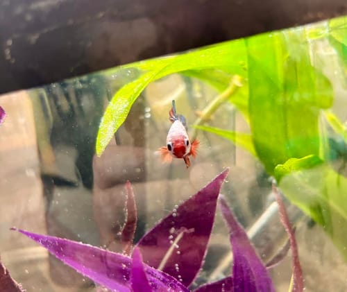 Customer photo review of Metallic Plakat Betta Fish | You Pick Betta | Show Grade